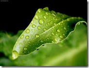daun