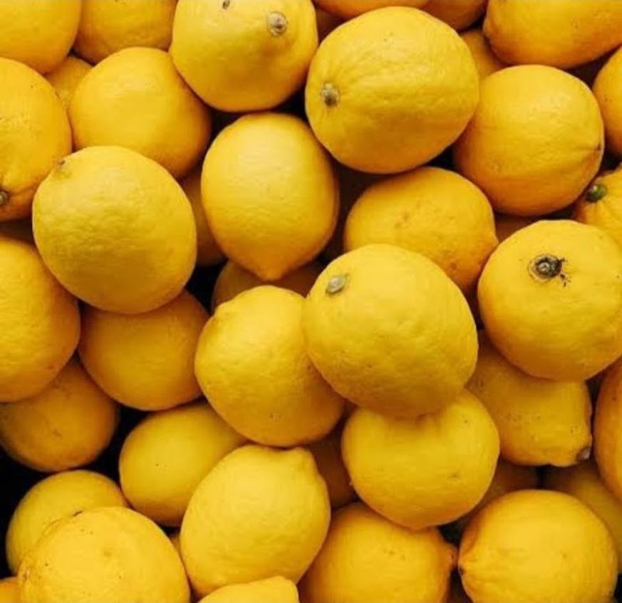 bibit lemon california sudah berbuah 1m lemon california lemon import murah sudah berbuah Gorontalo