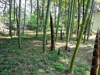 bamboo grove in Higashi Gyoen