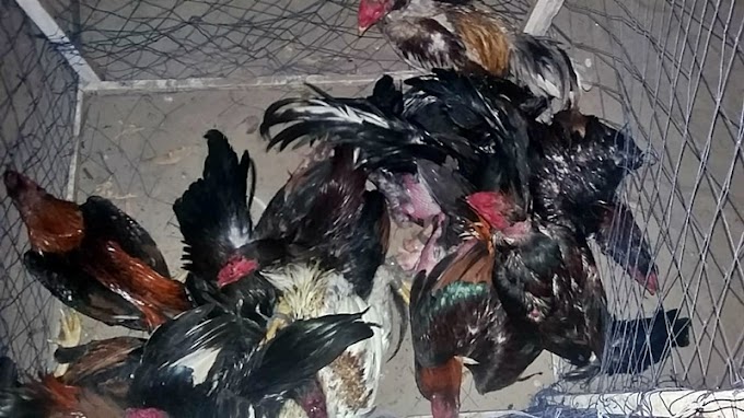 Polícia fecha arena de rinha de galo, resgata 24 aves e autua uma pessoa em Luís Correia-PI 