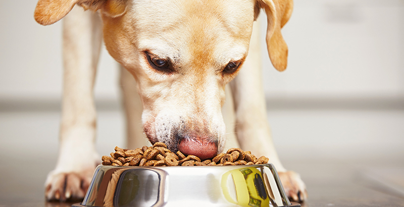  Tailles de croquettes et chien glouton : comment choisir ? 