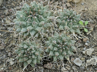 Mammillaria winterae