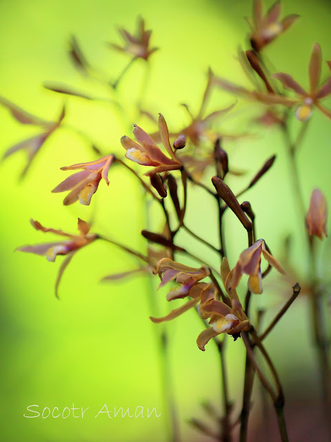 Lecanorchis japonica