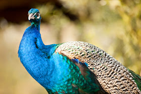 Peacock with tail feathers down