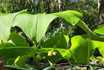 Chayote squash growing over a chicken coop