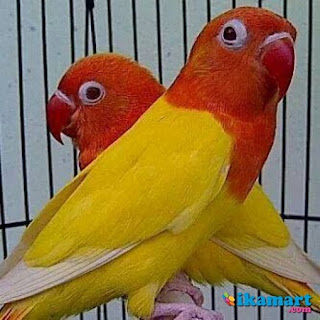 Cara membedakan Jenis Kelamin Lovebird Kacamata