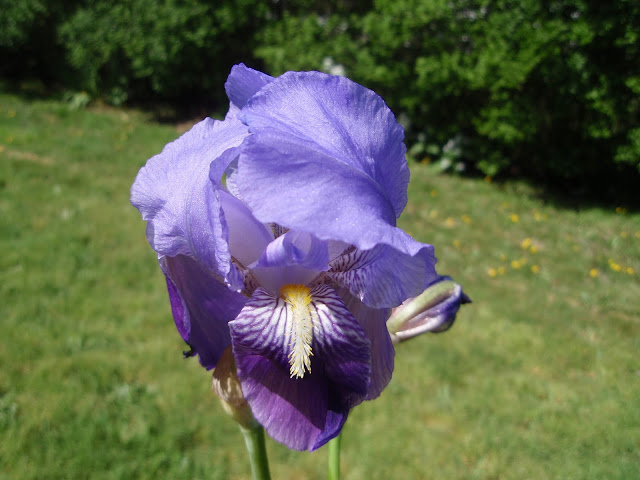 LIRIO-Iris-germanica