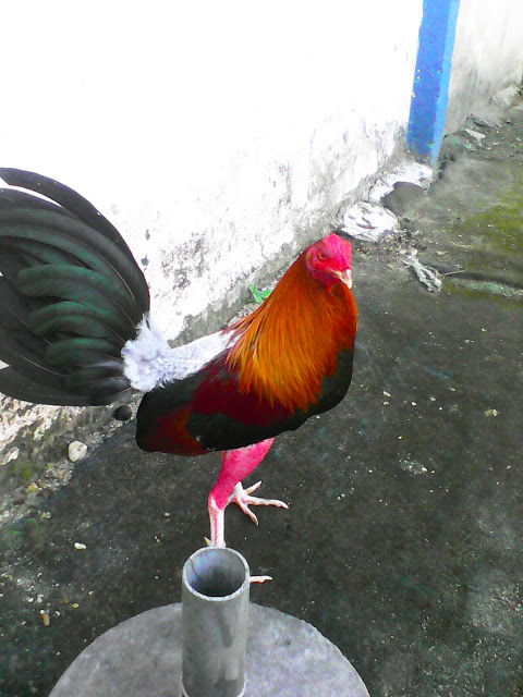 Imagenes de gallos de pelea, pollo sambo patas blancas