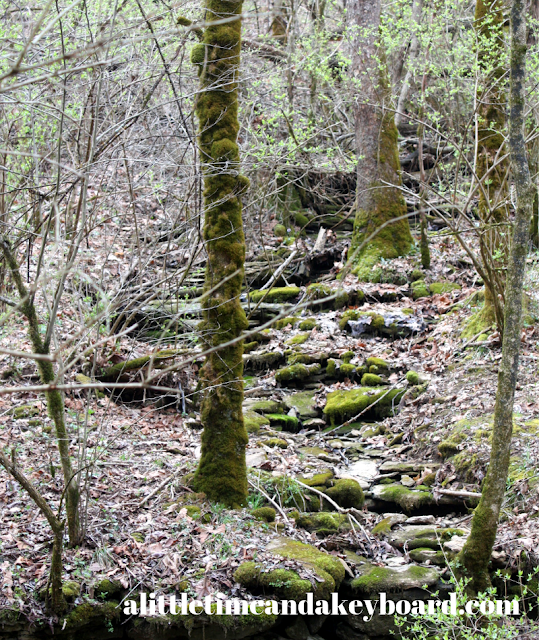 Moss draping trees and rocks at Raven Run Nature Sanctuary in Lexington, Kentucky