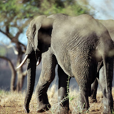 gambar gajah, foto gajah