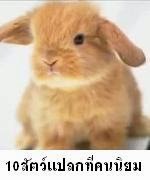 10 อันดับสัตว์แปลกที่คนไทยนิยมเลี้ยงมากที่สุด กระต่าย