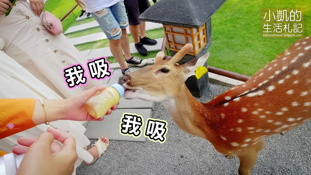 張美阿嬤農場｜台灣奈良看鹿鹿｜宜蘭餵食梅花鹿新景點