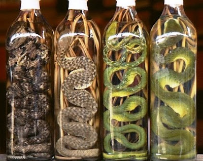 Las extrañas bebidas de Vietnam: El Snake Wine o Vino de serpiente. Snake Wine Snake Wine Snake Wine
