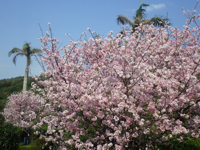 Tianyuan Temple cherry blossom