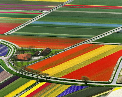 Aerial View Of Tulip Fields, Amsterdam