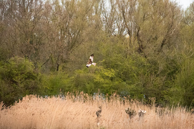 Marsh Harrier Photo