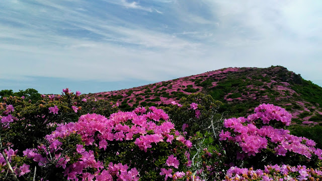 平治岳のミヤマキリシマ