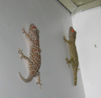 Philippine tuko lizards