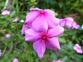 Catharanthus roseus - Pervenche de Madagascar