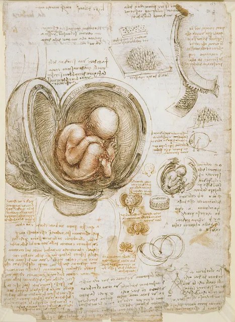 Leonardo da Vinci - Studies of the fetus in the womb   (c. 1510), Royal Library, Windsor Castle