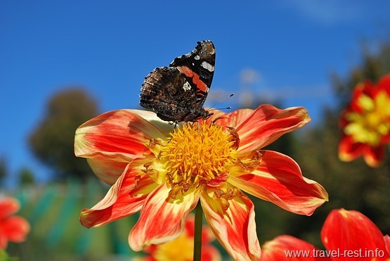 Wildegg_Flower3