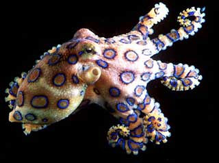 Blue Ring Octopus