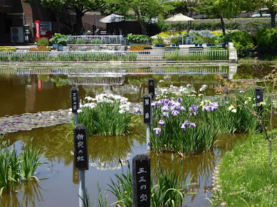 枚方市・市民の森（鏡伝池緑地）の花菖蒲