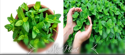 Mint