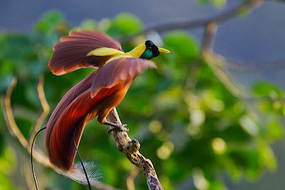 Red Bird of Paradise,Paradisaea Rubra,Paradisaeidae Family.