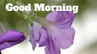Good morning flowers