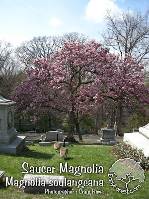 star magnolia tree pictures. Saucer Magnolia Tree in Bloom