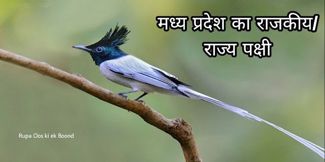 मध्य प्रदेश का राजकीय/ राज्य पक्षी || State Bird of Madhya Pradesh ||