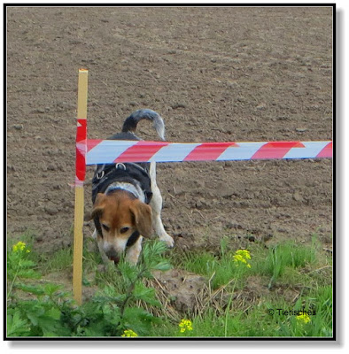 der Beagle gräbt