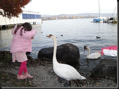 SwanFeeding2