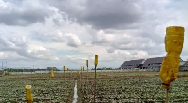 Cara Membuat Yellow Trap Sederhana Untuk Lahan Pertanian