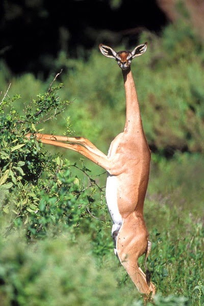 Animals You May Not Have Known Existed - The Gerenuk