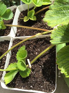 Strawberry runner plants in their new pots.