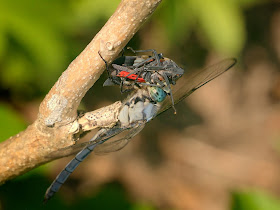 A Blue Dasher dragonfly eating a Spotted Lantern Fly.