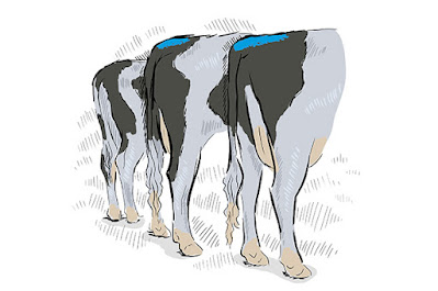 Cow tail marking for AI