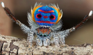 Portraits croisés: l'araignée Paon et les oiseaux du Paradis