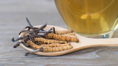 Cordyceps fungus image,Ophiocordyceps sinensis image,caterpillar fungus image,parasitic fungus image