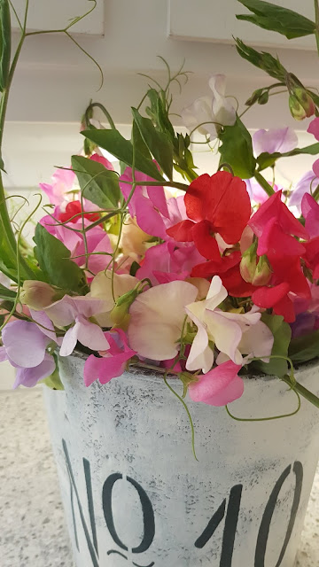 sweet peas blooms at thecamellia.com