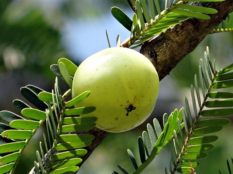 health benefits of gooseberry 