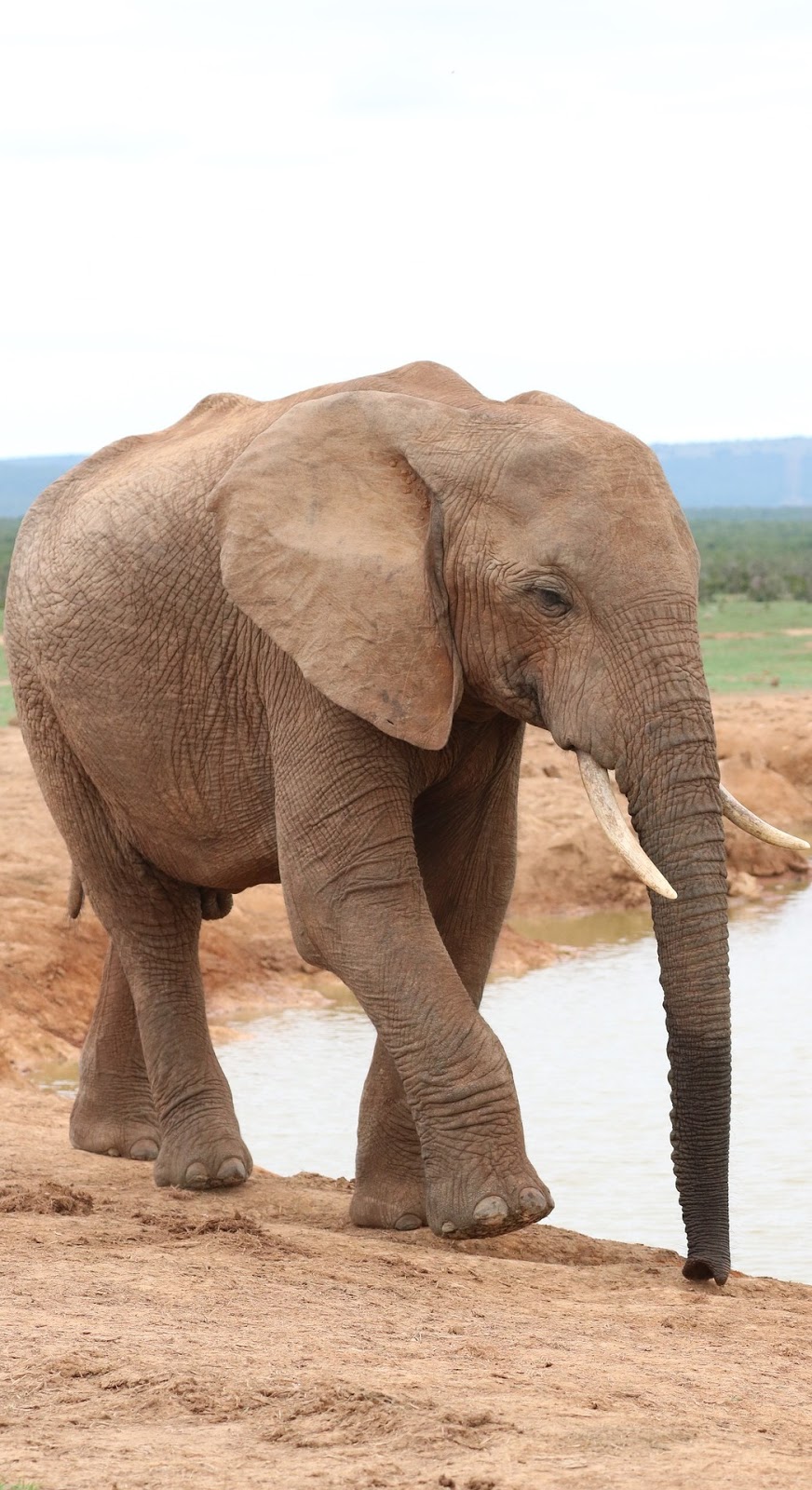 An elephant near a water hole.