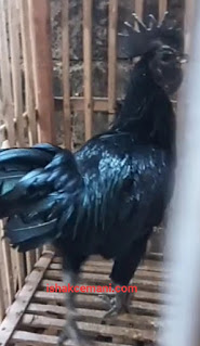 Menguak Fenomena Mitos Ayam Cemani