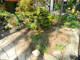 Cabbagetown Toronto Spring Front Garden Cleanup After by Paul Jung Gardening Services a Toronto Gardening Company