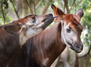 Funny Okapi