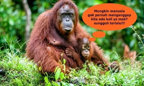 Orangutan Kalimantan Lupa Jalan Pulang