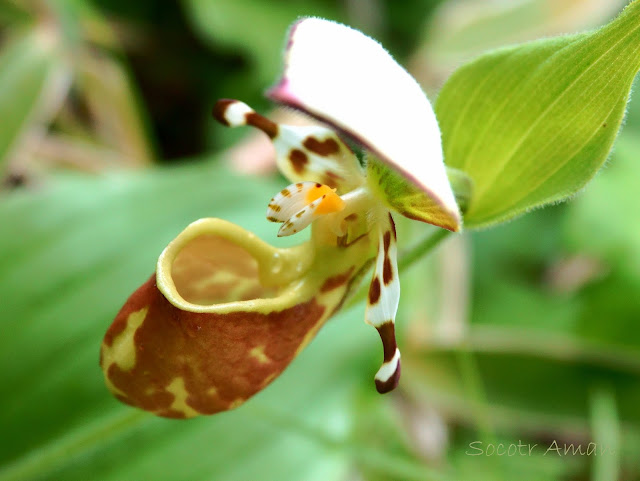 Cypripedium segawae