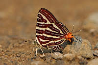 Cigaritis lohita the Long-banded Silverline butterfly